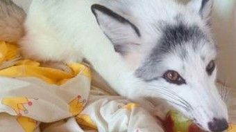 娱乐酱吃瓜酱崛起背后:从爆料源头到粉丝文化的演变解读